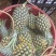 【季节热卖】广东徐闻菠萝，产地直销，品类齐全，欢迎采购！