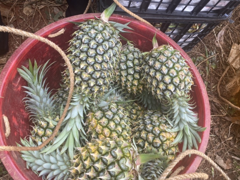 【季节热卖】广东徐闻菠萝，产地直销，品类齐全，欢迎采购！