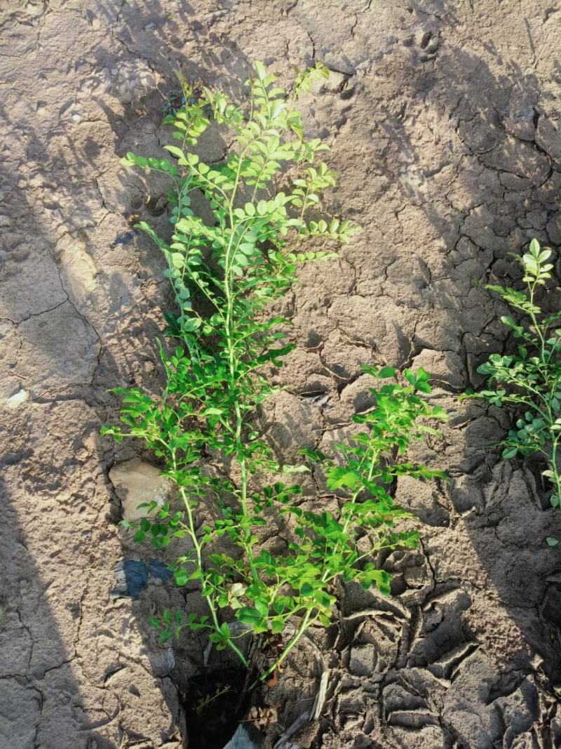 黄刺玫优质黄刺玫产地直发大量有货支持实地看货