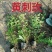 黄刺玫优质黄刺玫产地直发大量有货支持实地看货