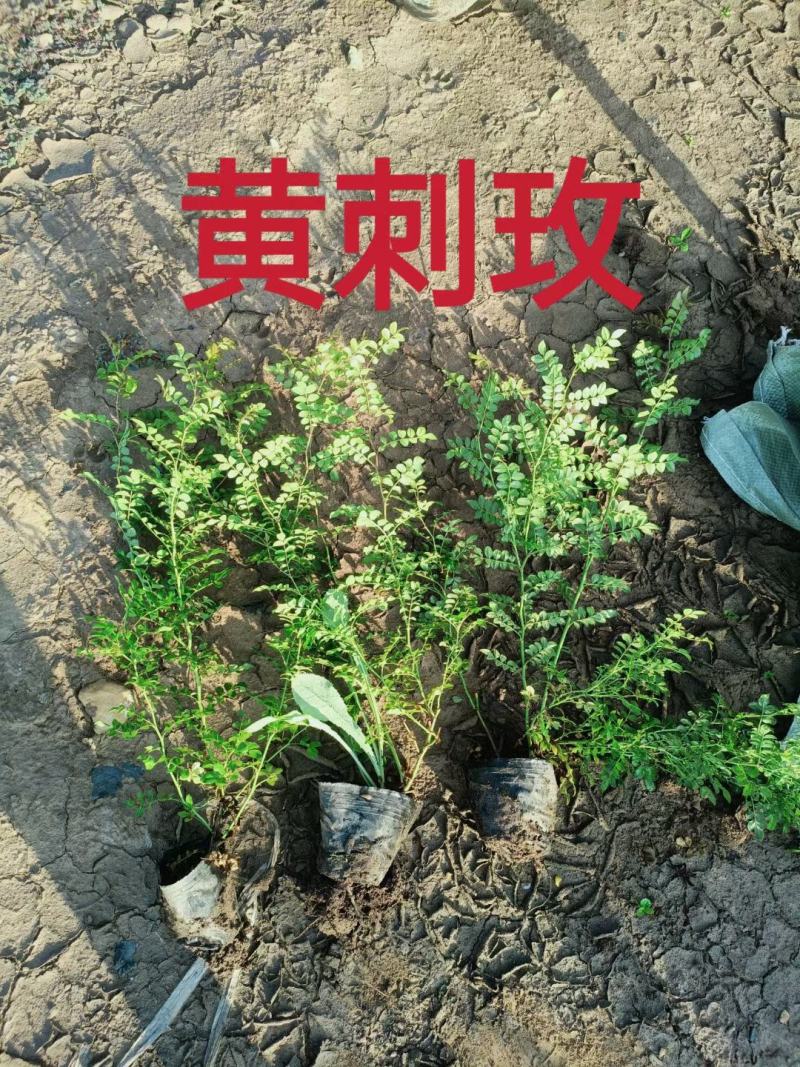 黄刺玫优质黄刺玫产地直发大量有货支持实地看货