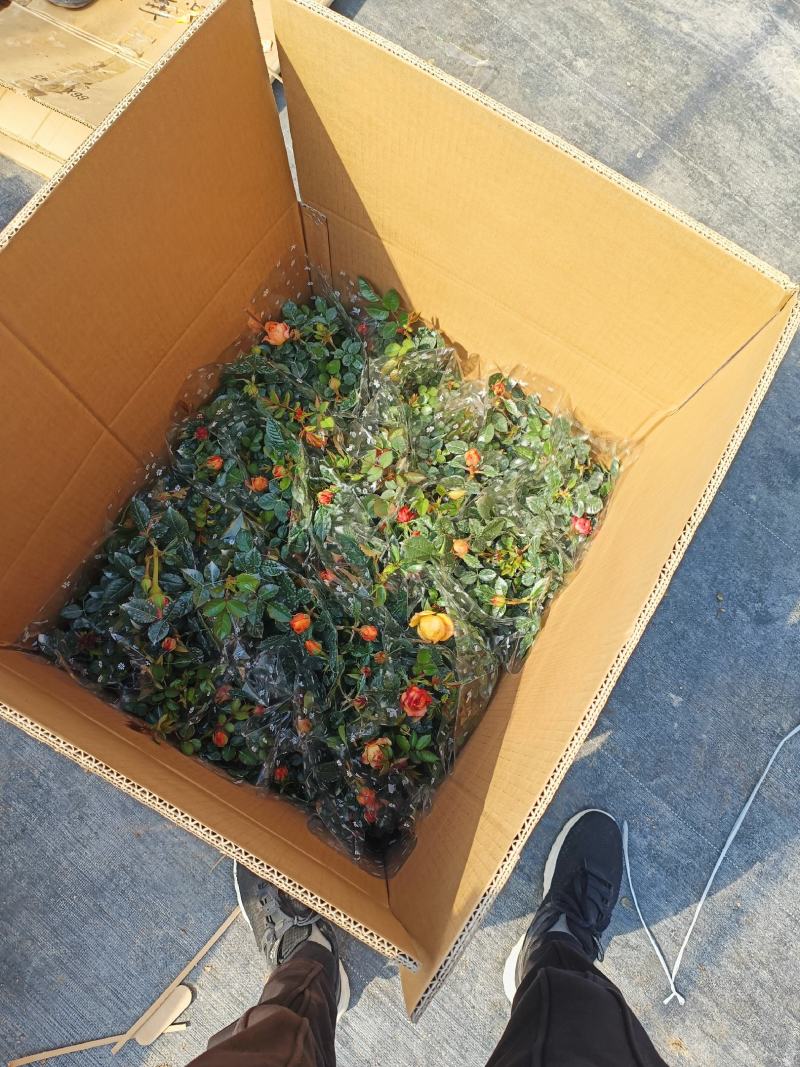 玫瑰欧月多色，一手货源，需要的联系，规格非常多