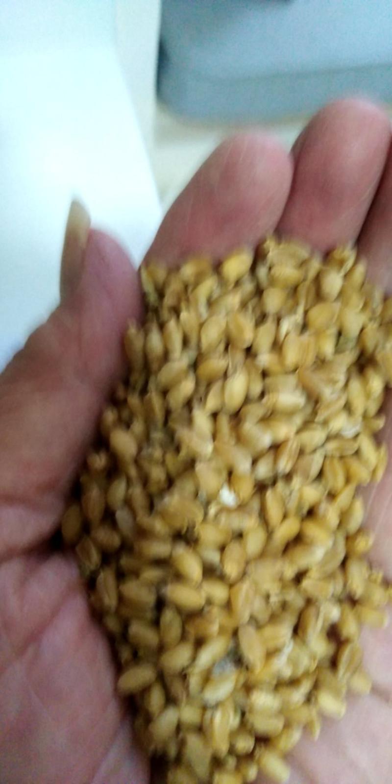 2023年新小麦容重800克价1.36元20吨起，水12