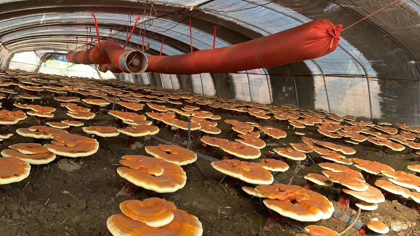 赤灵芝栽培基地环境展示