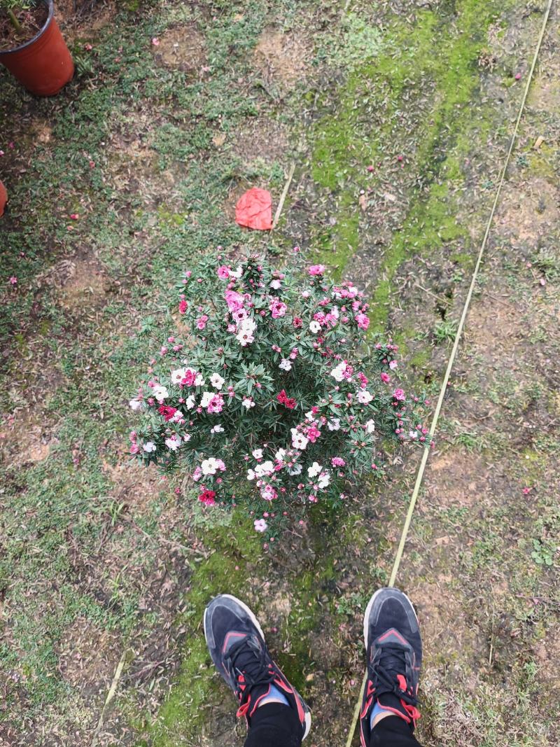 松红梅一手货源，各种规格都有，需要的老板联系，