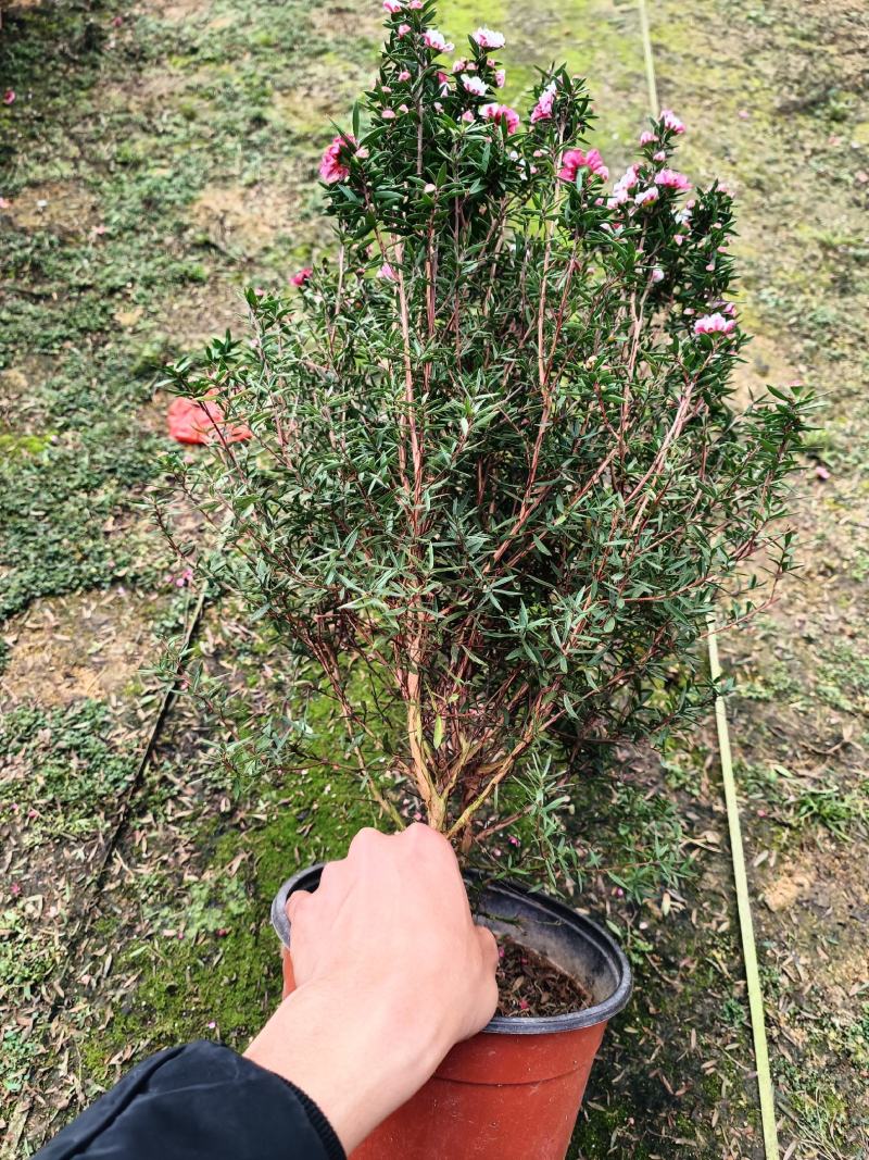 松红梅一手货源，各种规格都有，需要的老板联系，