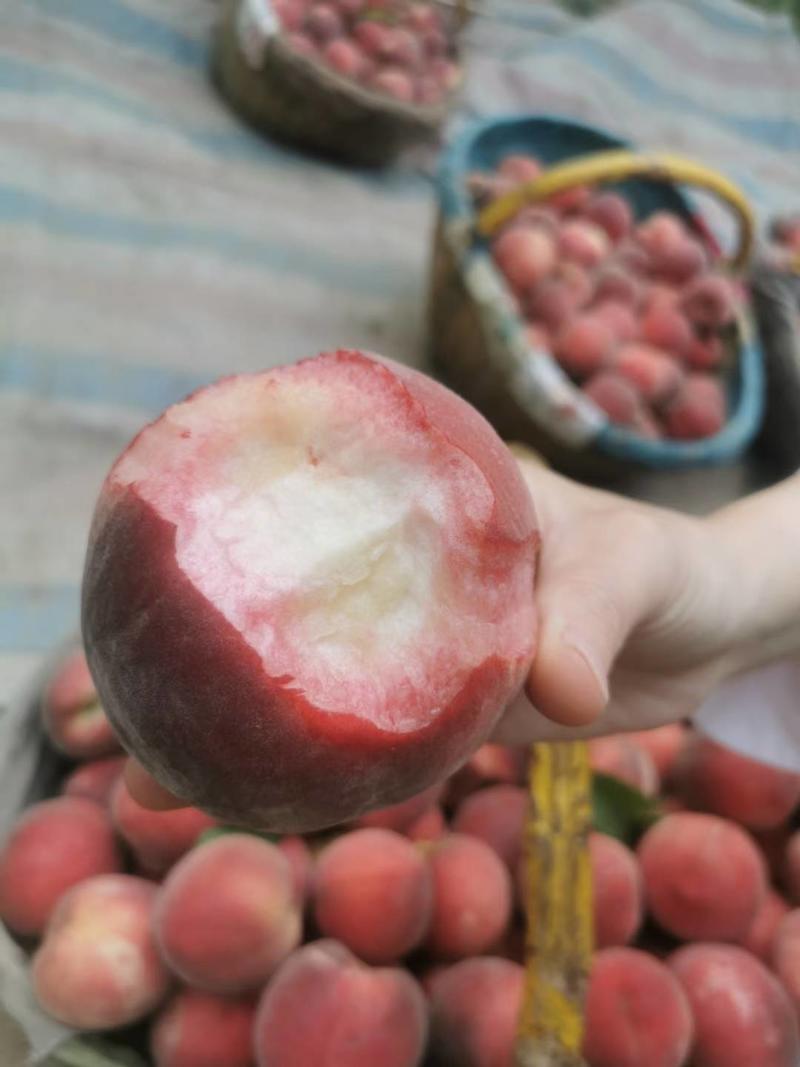 大荔5月下旬成熟红肉水蜜桃成熟，加工厂货批发市场
