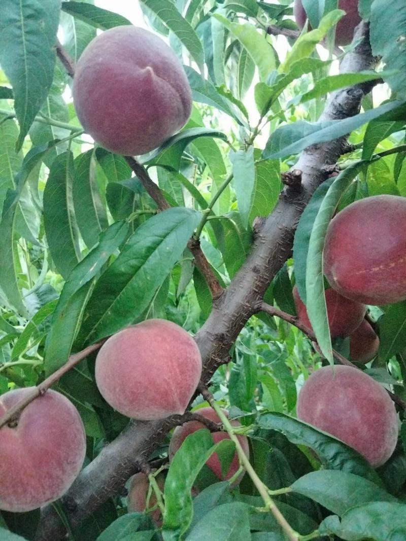大荔5月下旬成熟红肉水蜜桃成熟，加工厂货批发市场