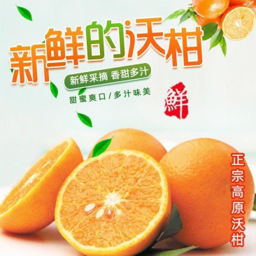 云南高原沃柑代发价批发对接商超电商微商直播平台
