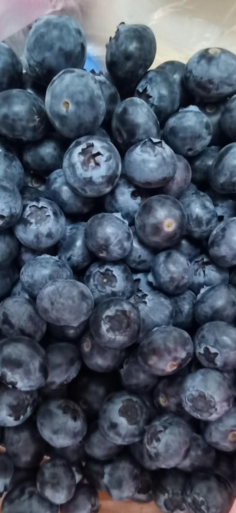 山东蓝莓优瑞卡蓝莓产地现货一手货源保质保量色泽美