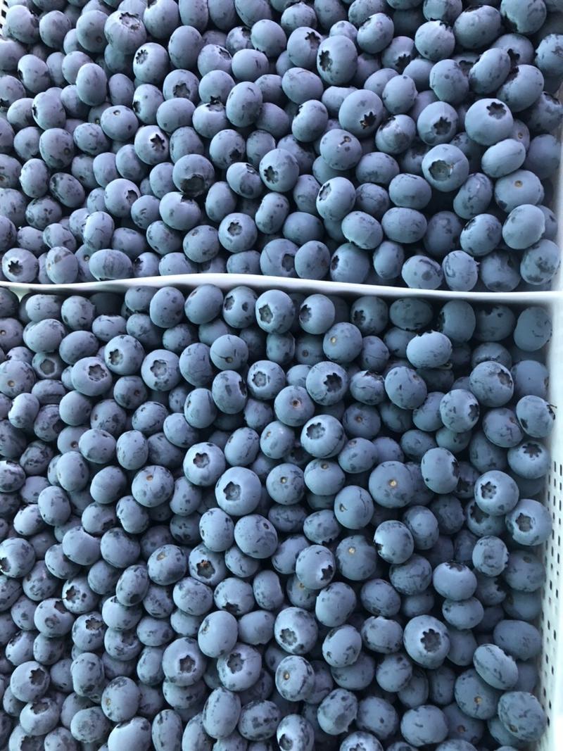 山东蓝莓优瑞卡蓝莓产地现货一手货源保质保量色泽美
