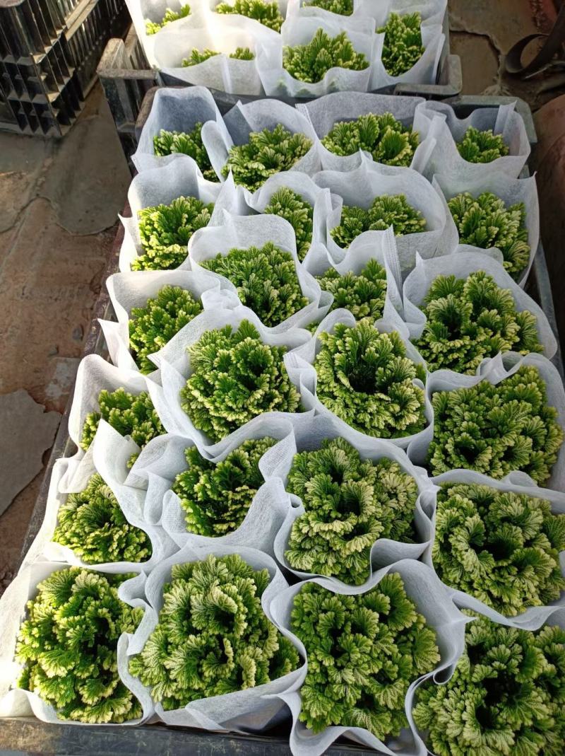 卷柏优质卷柏大量上市量大优惠产地直发