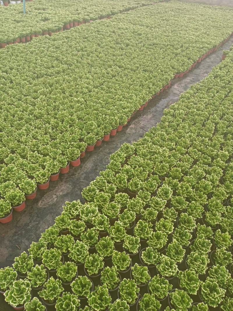 卷柏优质卷柏大量上市量大优惠产地直发