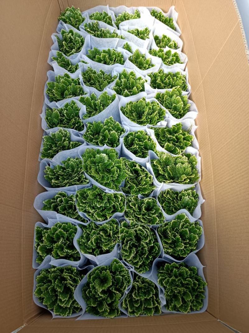 卷柏优质卷柏大量上市量大优惠产地直发