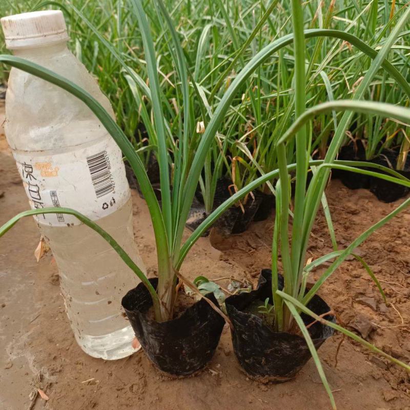 火炬花基地火炬花批发火炬花价格大量批发火炬花营养钵火炬花