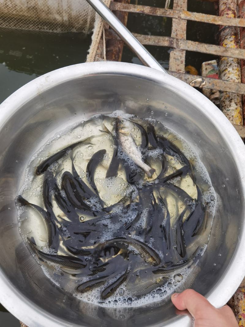 优质长江皖鱼苗草鱼苗规格齐全欢迎选购