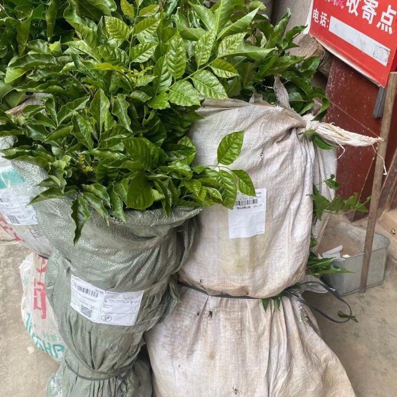 黄皮苗
