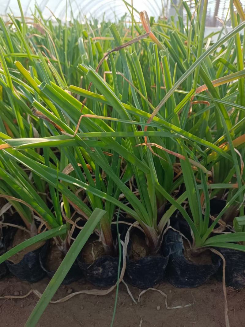 火炬花基地火炬花批发火炬花价格大量批发火炬花营养钵火炬花