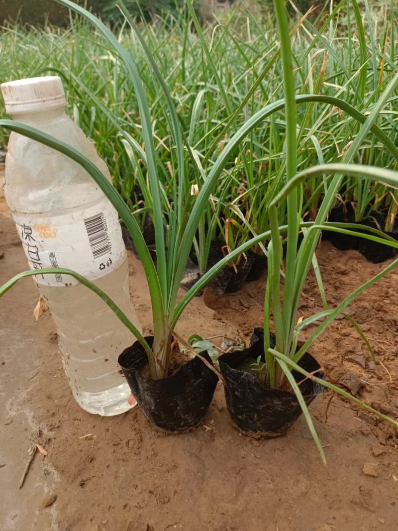 火炬花基地火炬花批发火炬花价格大量批发火炬花营养钵火炬花