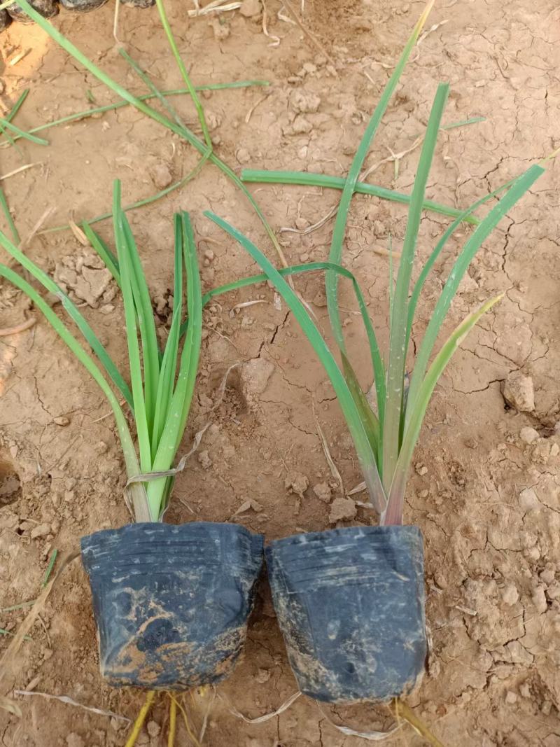 火炬花基地火炬花批发火炬花价格大量批发火炬花营养钵火炬花