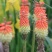 火炬花基地火炬花批发火炬花价格大量批发火炬花营养钵火炬花
