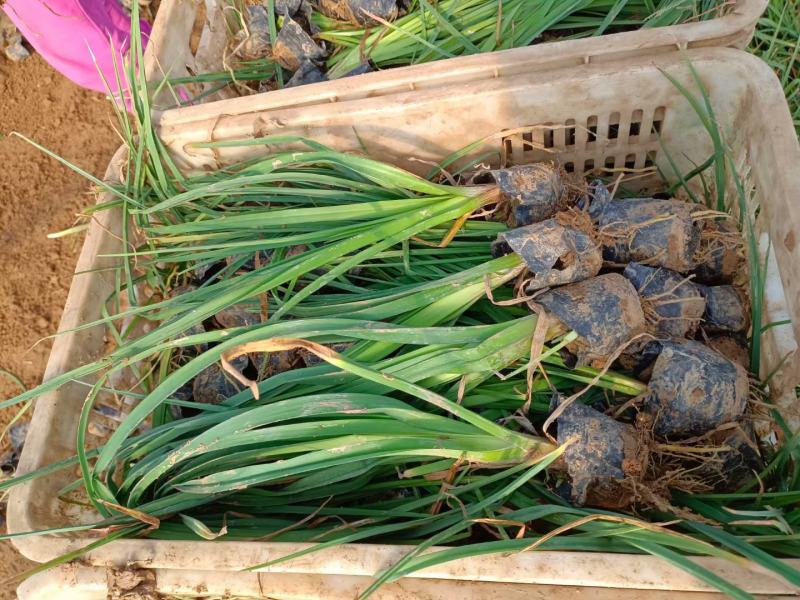 火炬花基地火炬花批发火炬花价格大量批发火炬花营养钵火炬花