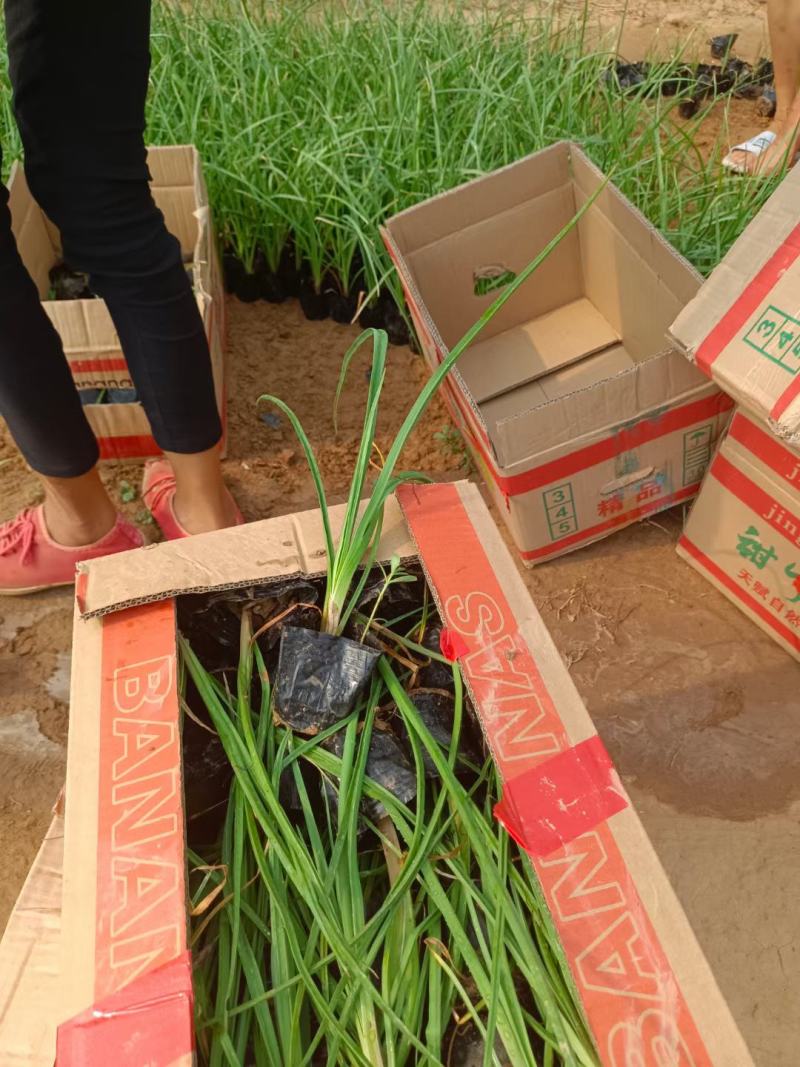 火炬花基地火炬花批发火炬花价格大量批发火炬花营养钵火炬花