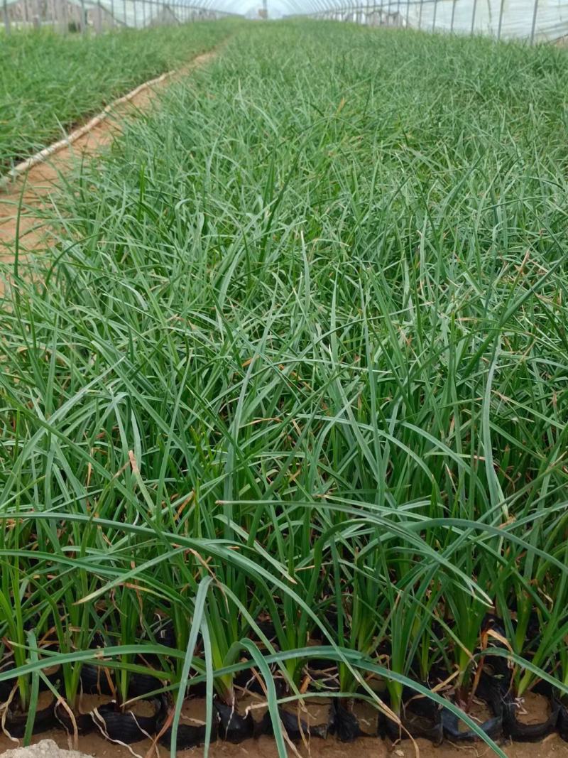 火炬花基地火炬花批发火炬花价格大量批发火炬花营养钵火炬花