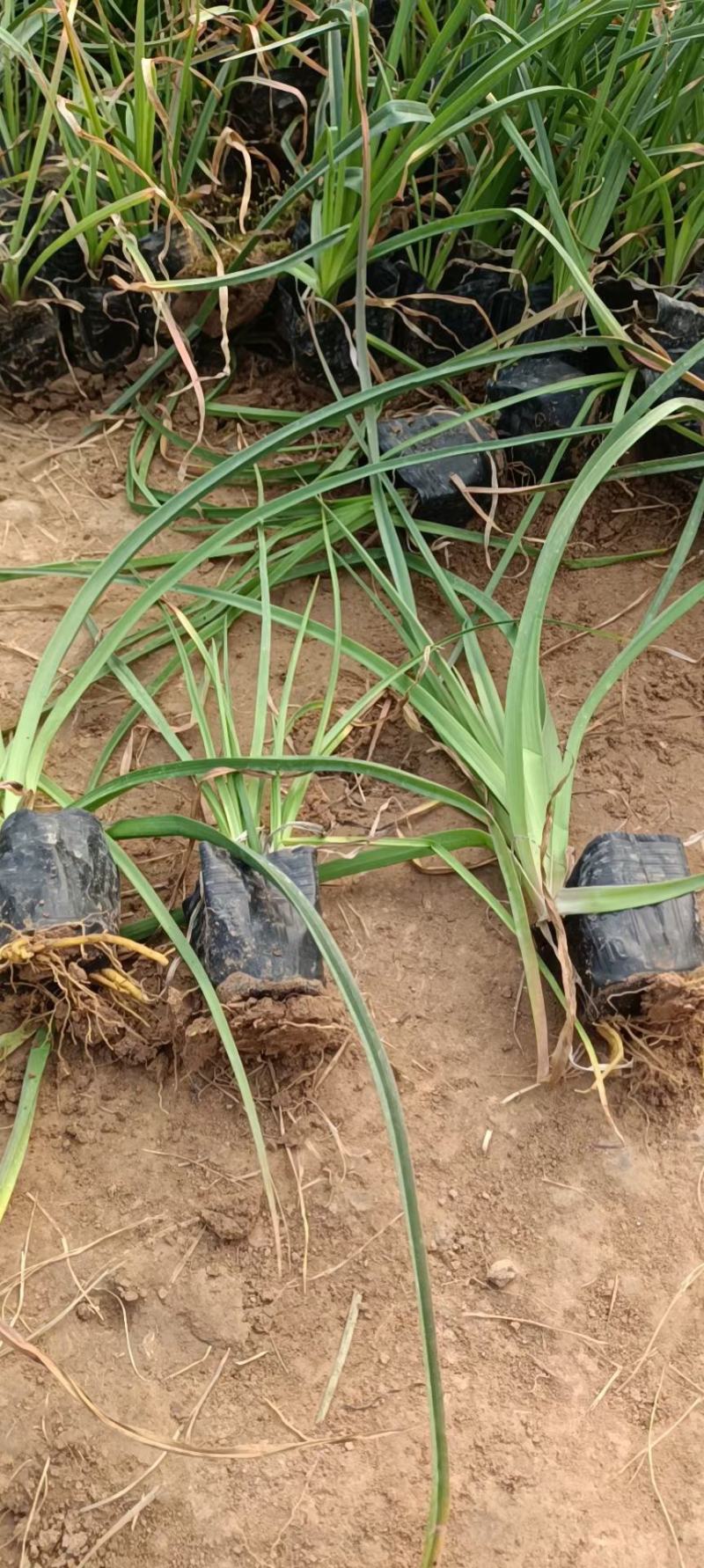 火炬花基地火炬花批发火炬花价格大量批发火炬花营养钵火炬花