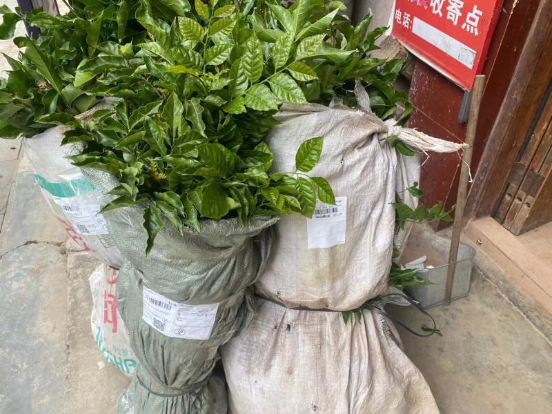 黄皮苗