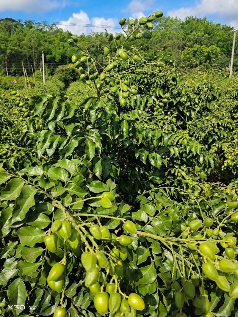 黄皮苗