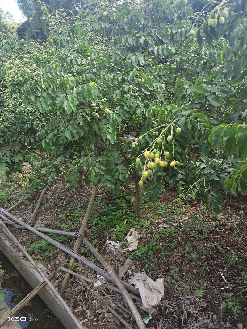 黄皮苗