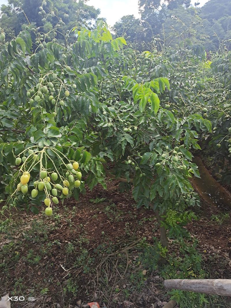 黄皮苗