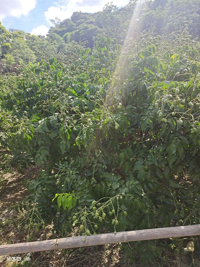 黄皮苗