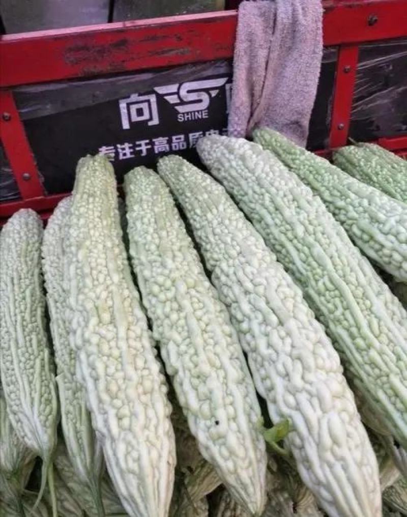 苦瓜苗杂交苦瓜苗齐顶苦瓜白珍珠苦瓜绿珍珠苦瓜苗