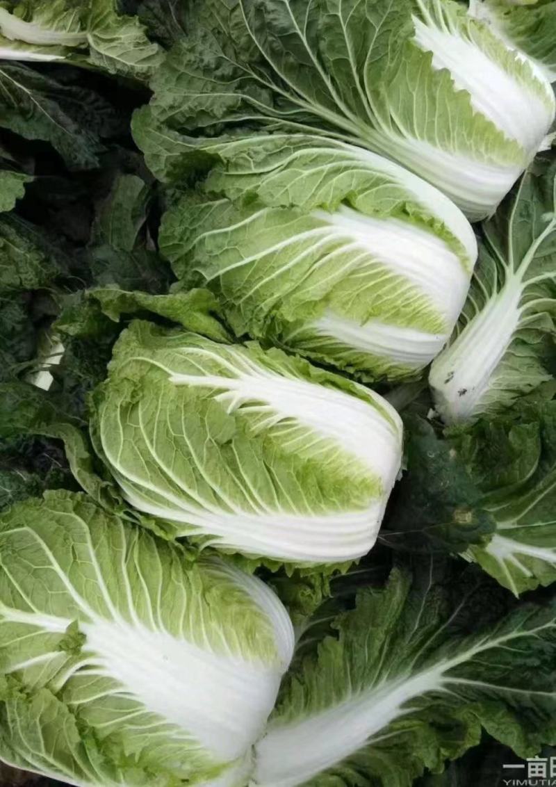 农妇山地大白菜，保质保量黄心大白菜云南白菜