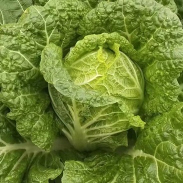 农妇山地大白菜，保质保量黄心大白菜云南白菜