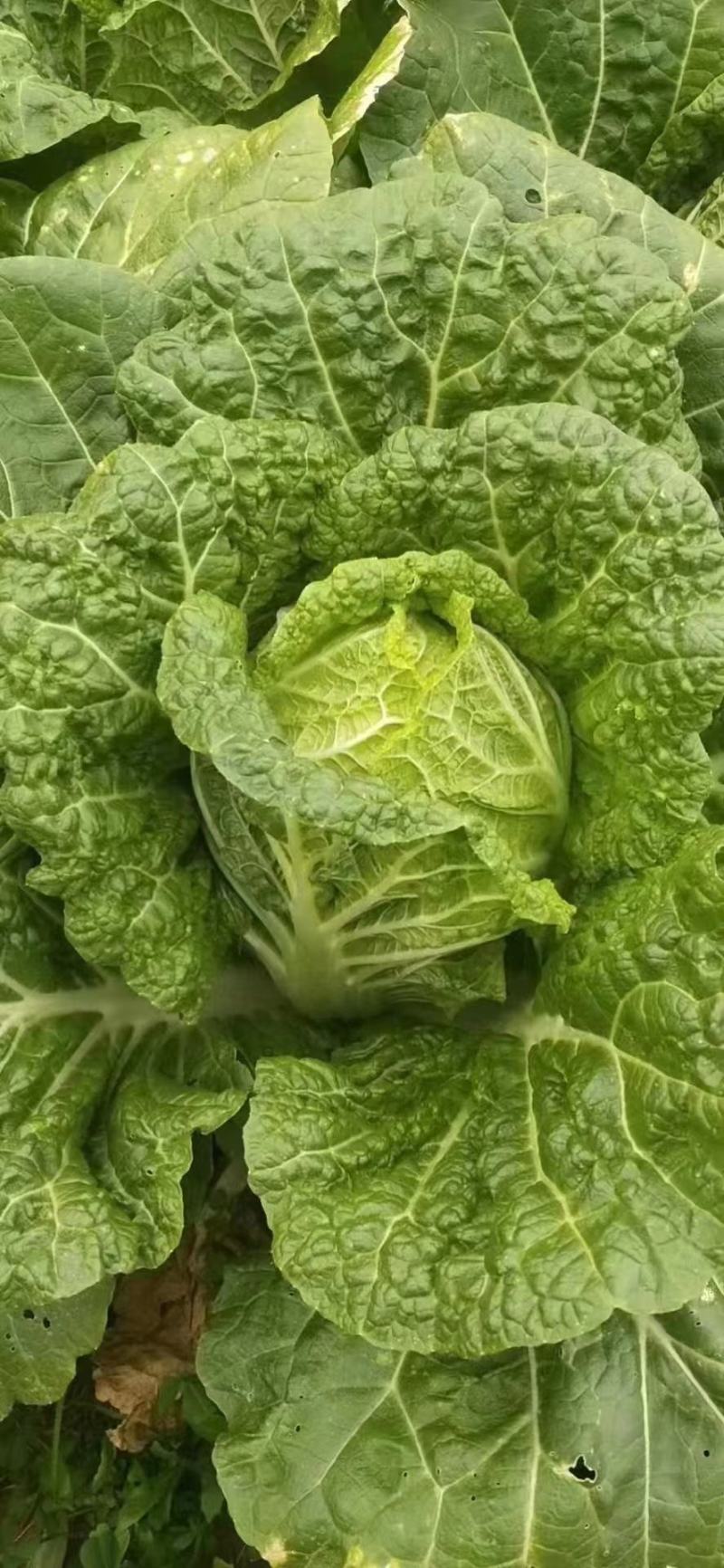 农妇山地大白菜，保质保量黄心大白菜云南白菜