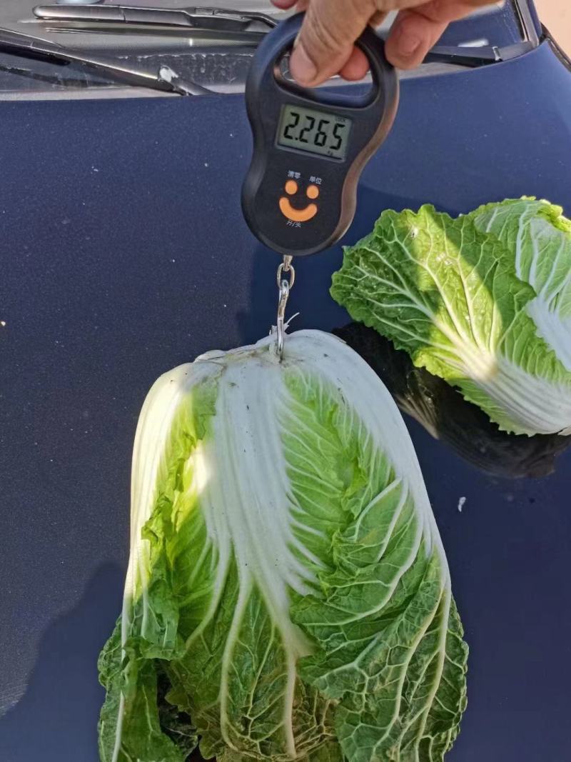 农妇山地大白菜，保质保量黄心大白菜云南白菜