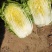 农妇山地大白菜，保质保量黄心大白菜云南白菜