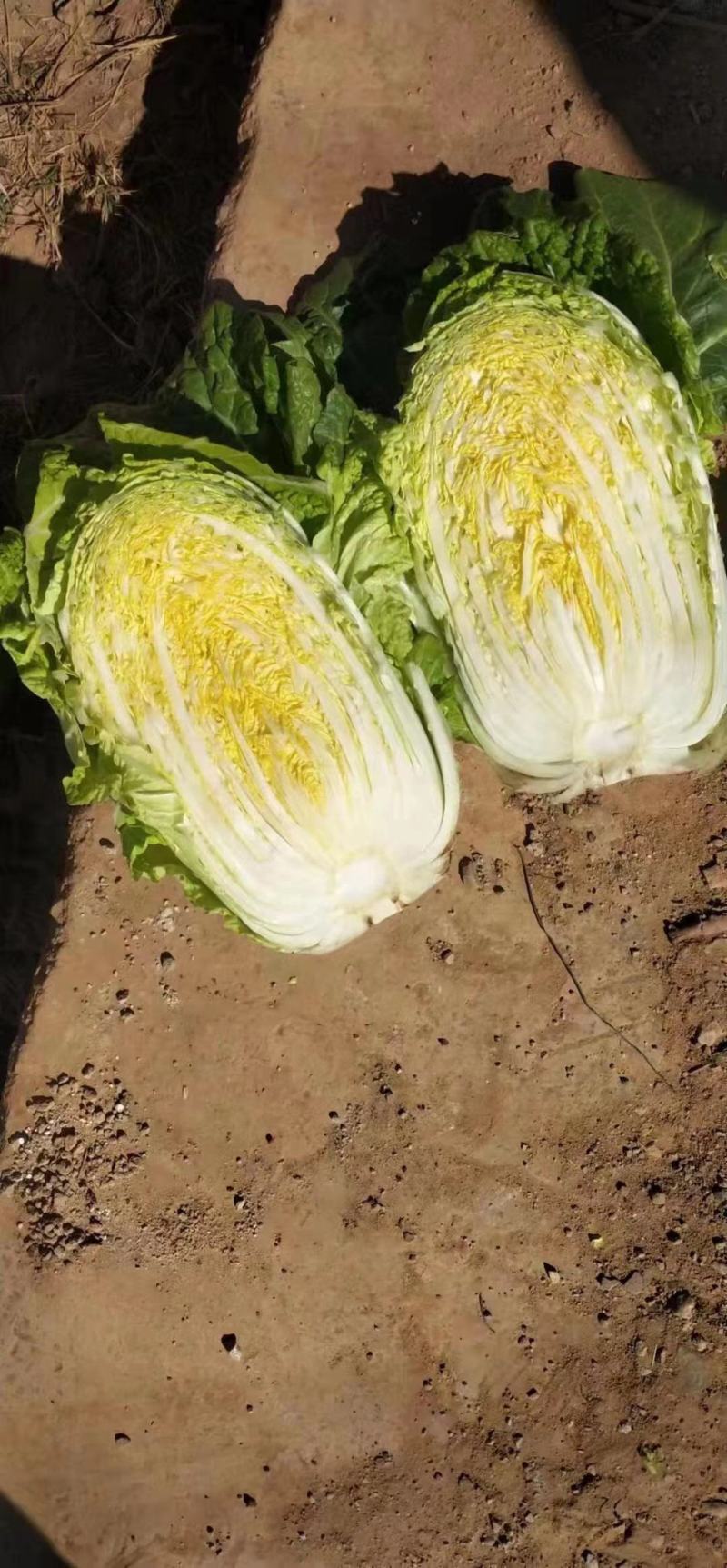 农妇山地大白菜，保质保量黄心大白菜云南白菜