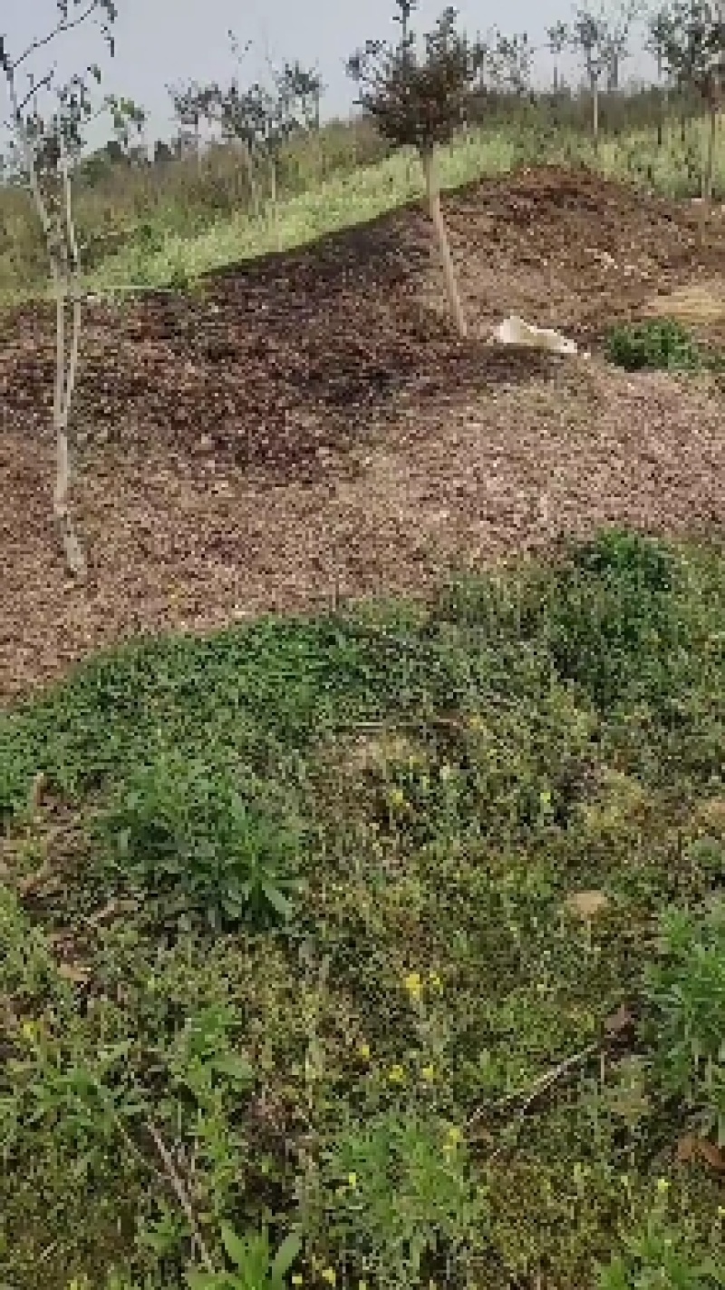 兔粪