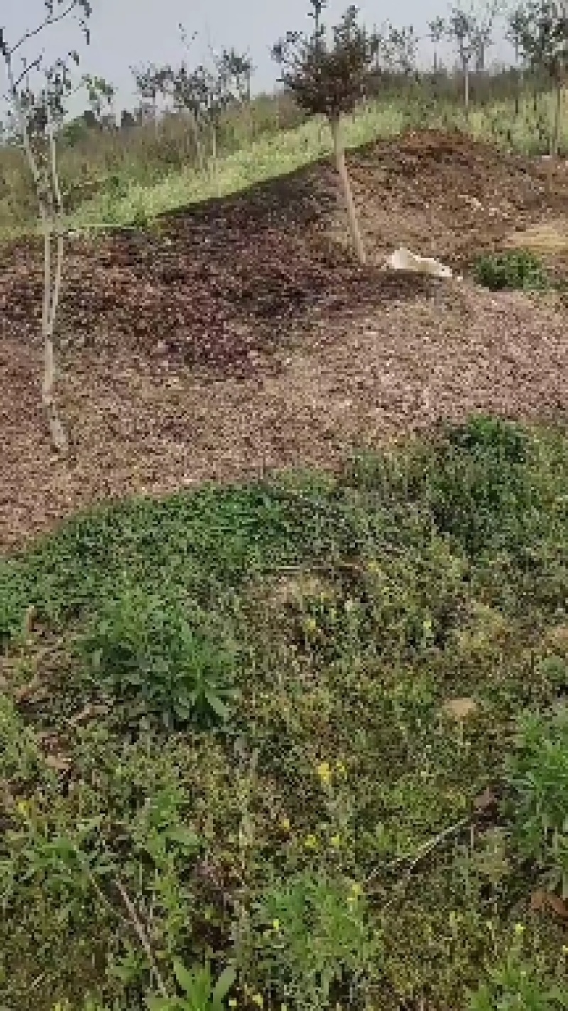 兔粪