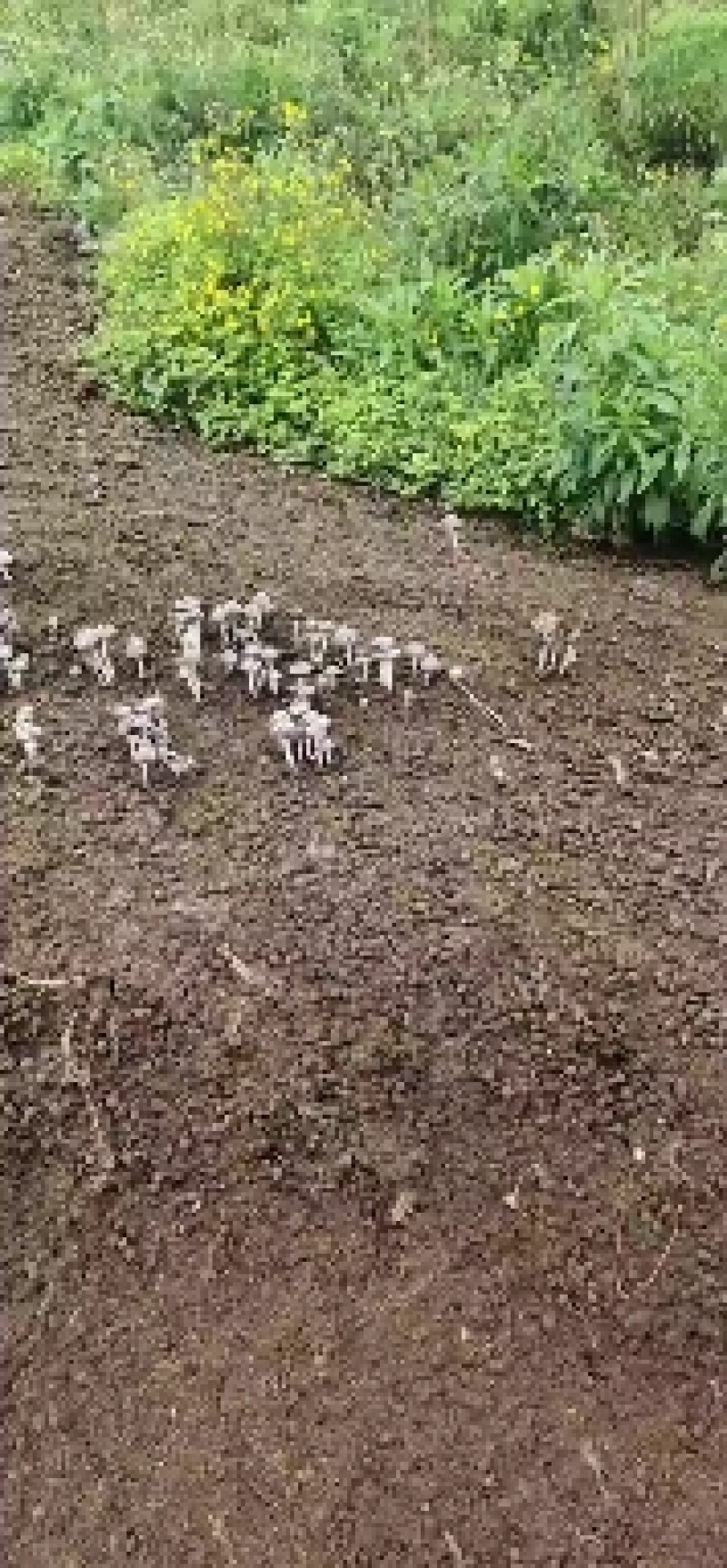 兔粪