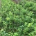 正宗广东香水柠檬苗8年老树现挖现发规格齐全提供技术