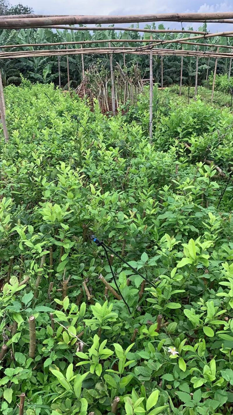 正宗广东香水柠檬苗8年老树现挖现发规格齐全提供技术