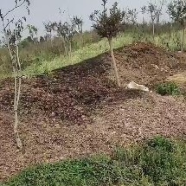 兔粪