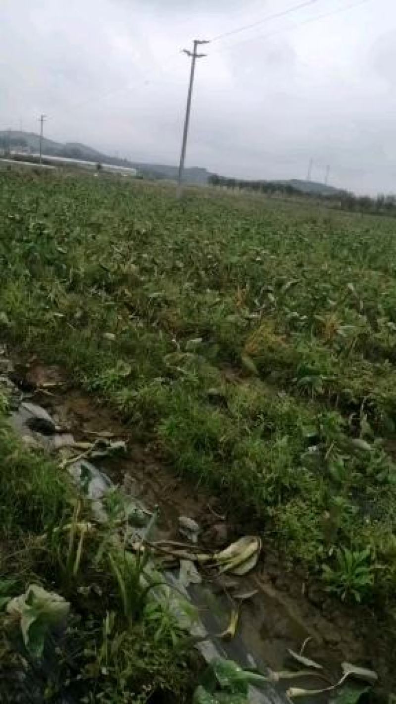 乐昌香芋种苗，健康，粗壮，根系多成活率高