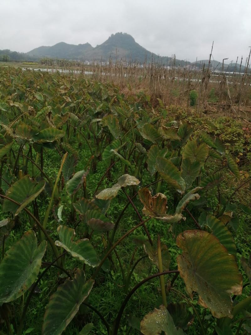 乐昌香芋种苗，健康，粗壮，根系多成活率高
