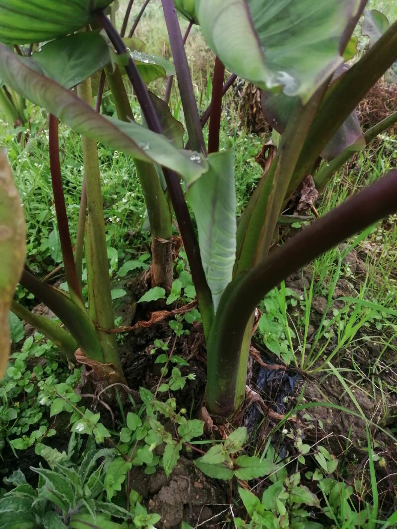 乐昌香芋种苗，健康，粗壮，根系多成活率高